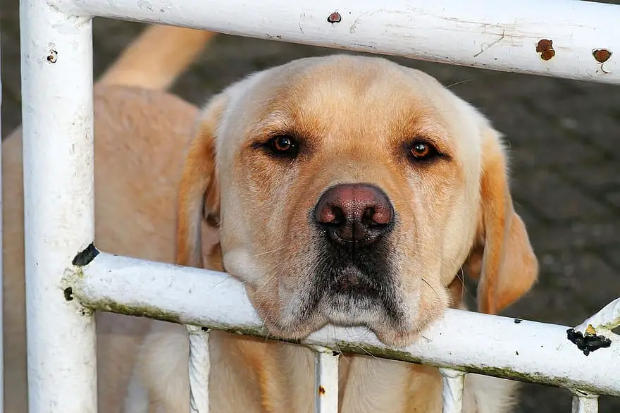 furminator labrador