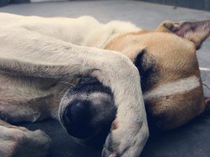 Homemade Enzyme Cleaner For Dog Urine