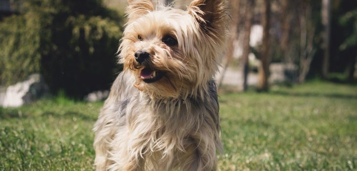 yorkie hair loss on back