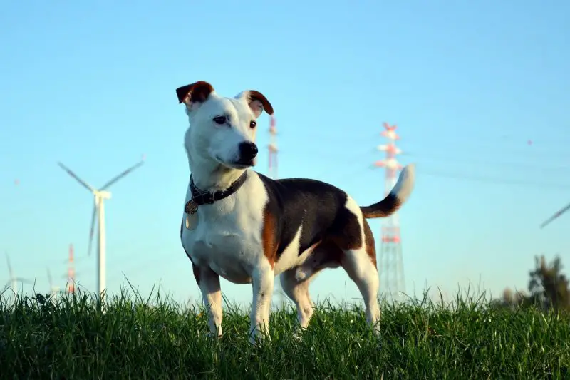 how to deshed a short haired dog