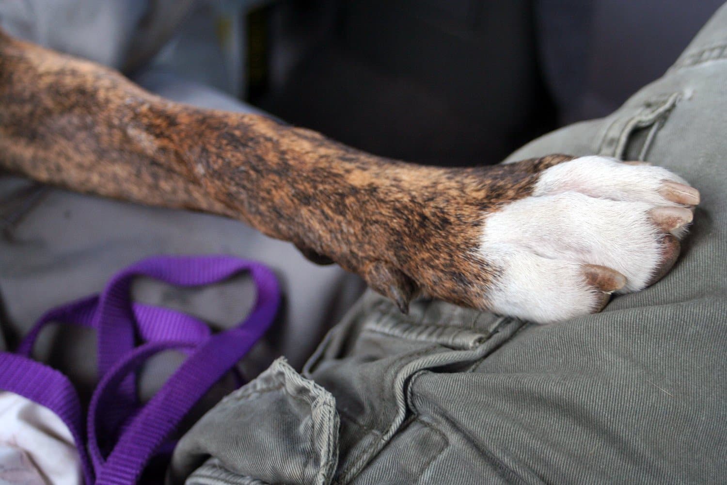 dog nail trimming