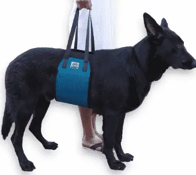 Dog Slings For Handicapped you should know about