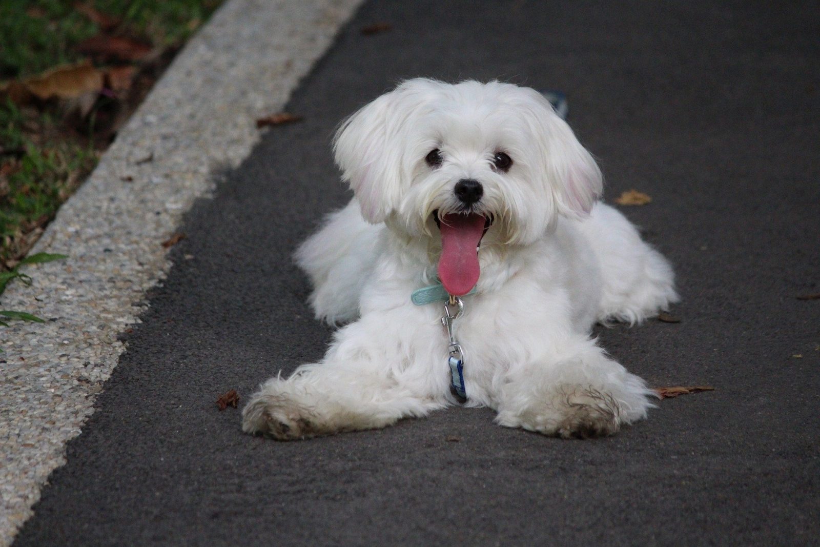 Pin Brush For Maltese