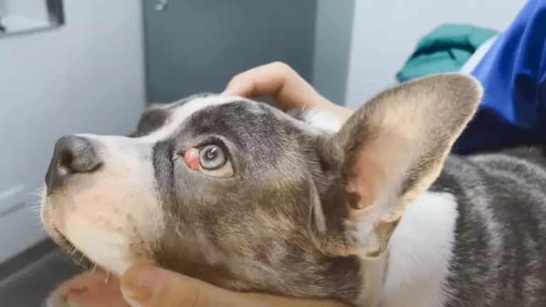 Is Cherry Eye Painful?