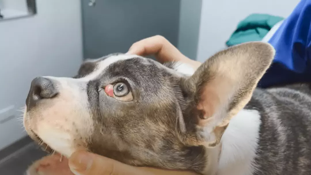 is cherry eye painful
