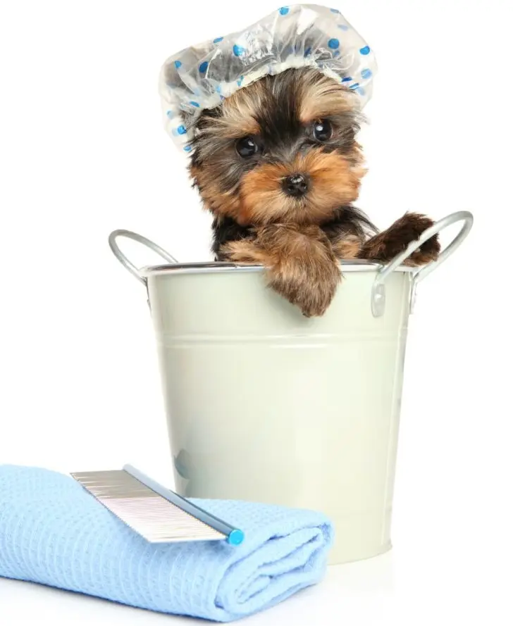home remedies for dry skin in yorkshire terrier