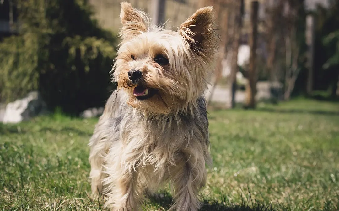 yorkie dry skin home remedies