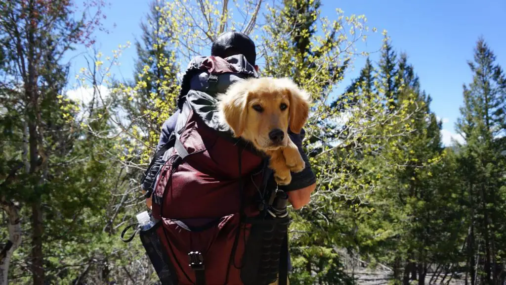Is it possible to find dog carrier backpack 60 lbs or 70 lbs