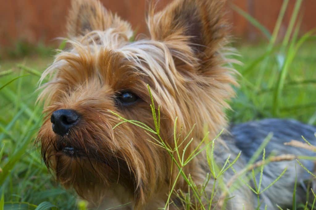 dog diapers for yorkies