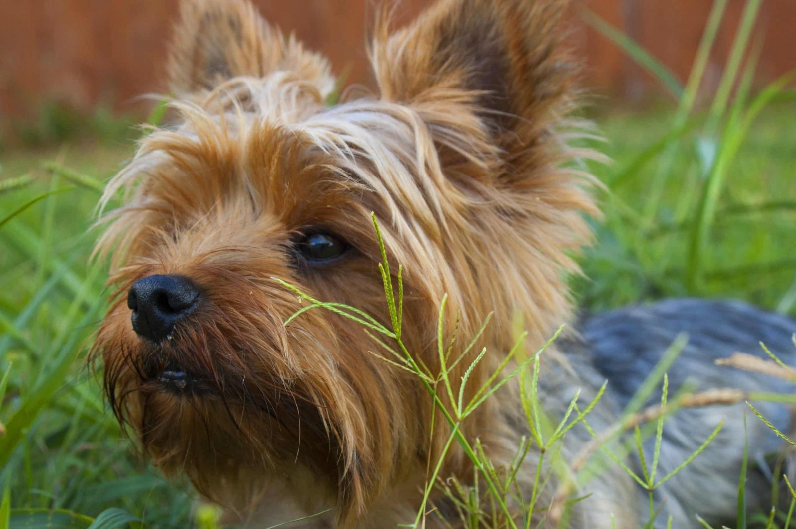 yorkie diapers