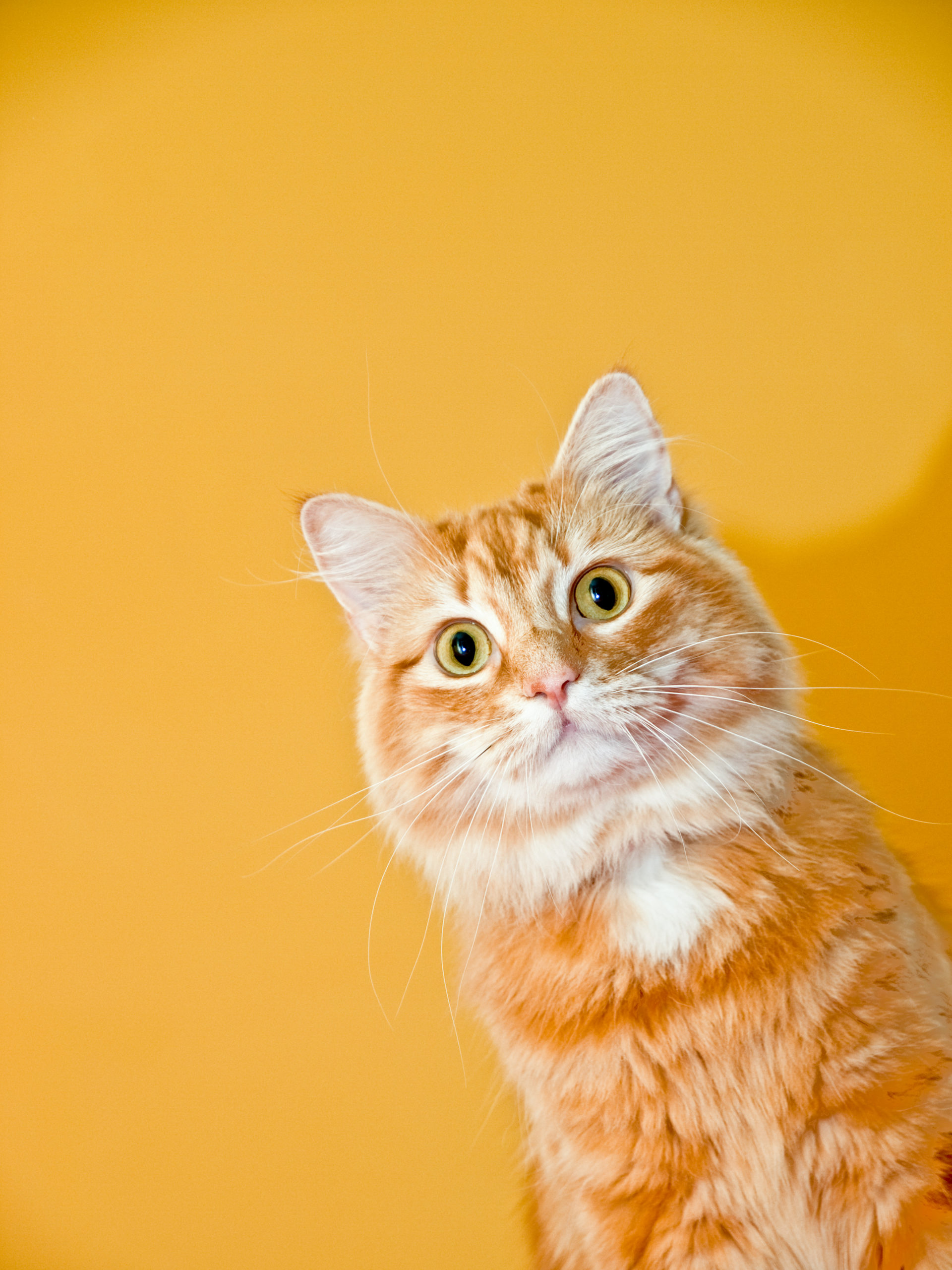 Do Cats Understand Words? Here's What You Need to Know