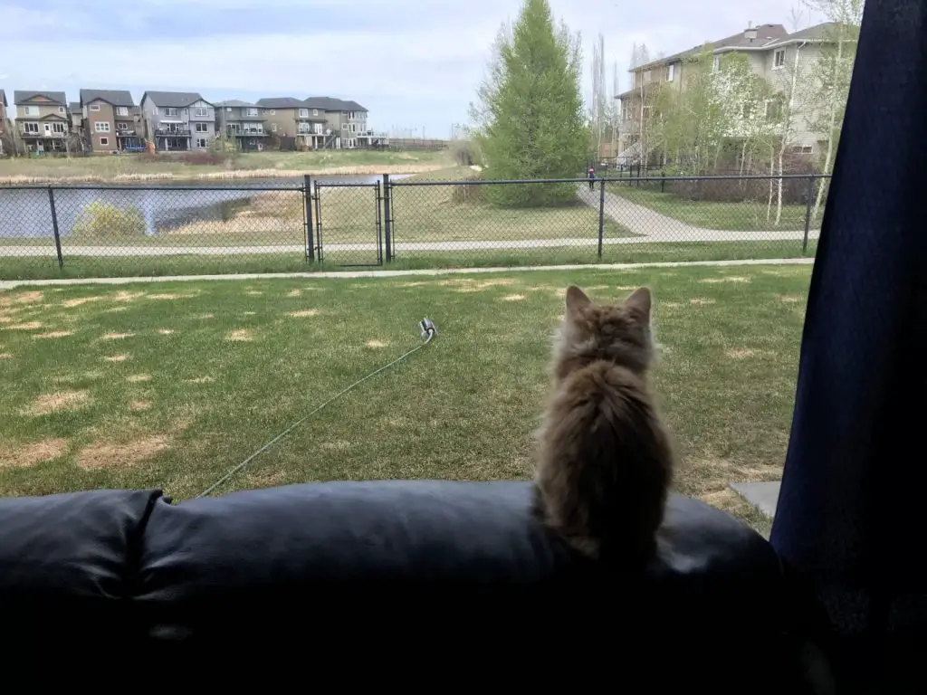 Why Is My Cat Being So Clingy All Of a Sudden?