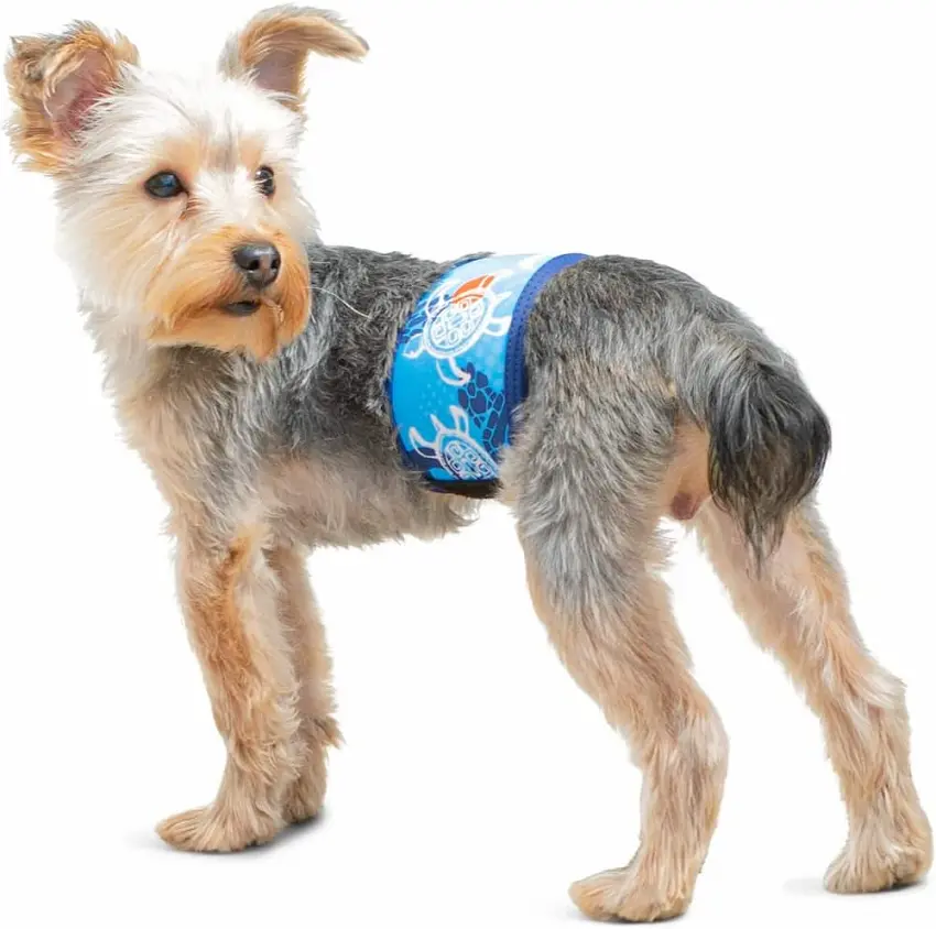 belly band for dogs male