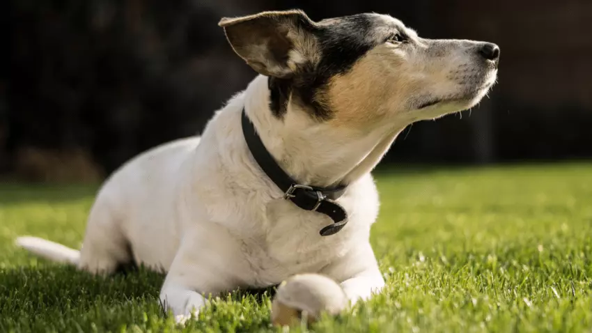 choosing the right collar for your dog
