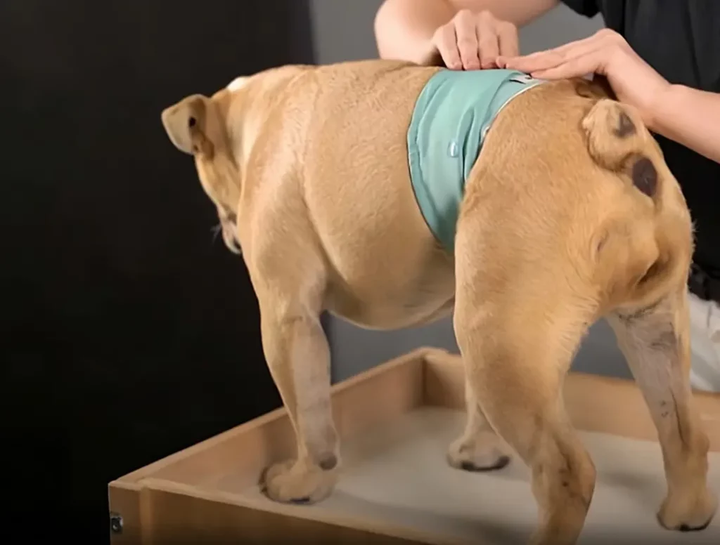 what is a belly band for dogs