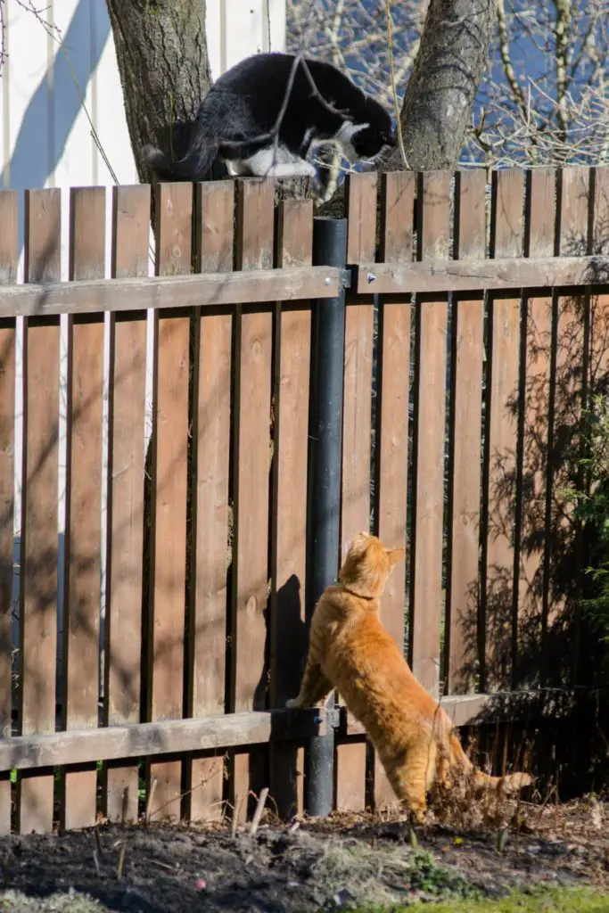 how to keep cat from jumping fence