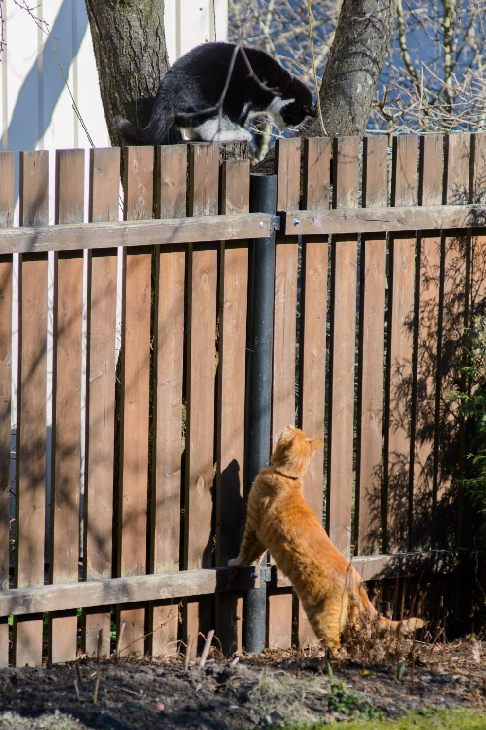 How To Keep Cat From Jumping Fence at Home