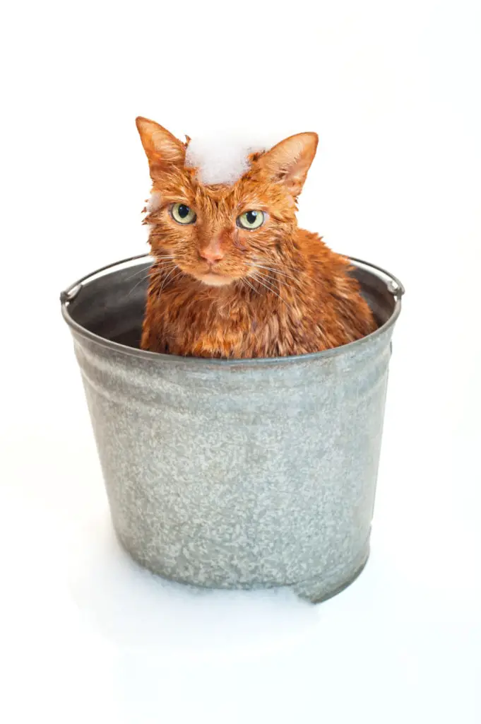 how often should you bathe a cat