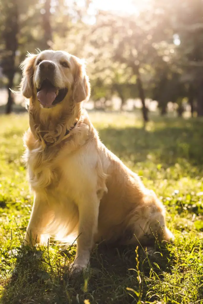 benefits of using a wireless electric dog fence