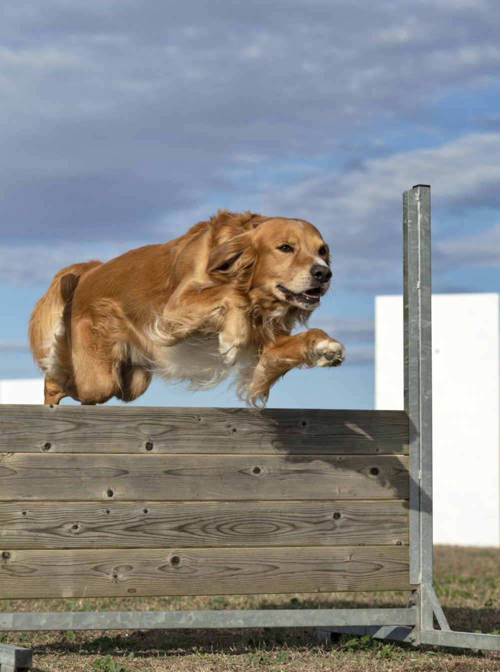 How To Train Your Dog With An Invisible Fence