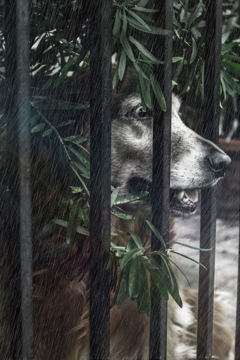 Can Electric Fence Hurt Dog and What Are Side Effects?