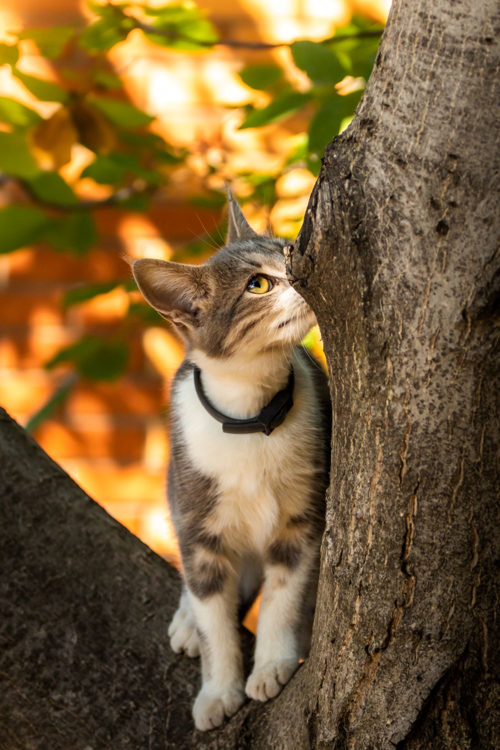 How To Sedate A Cat Safety Tips
