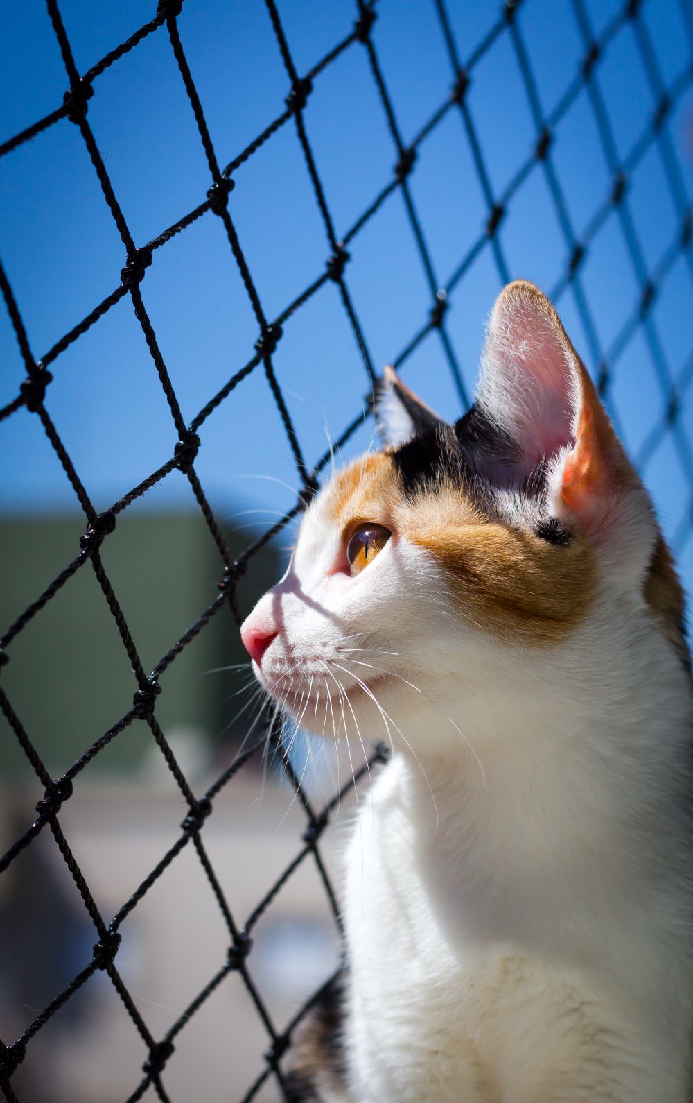How To Keep Cat From Jumping Fence at Home