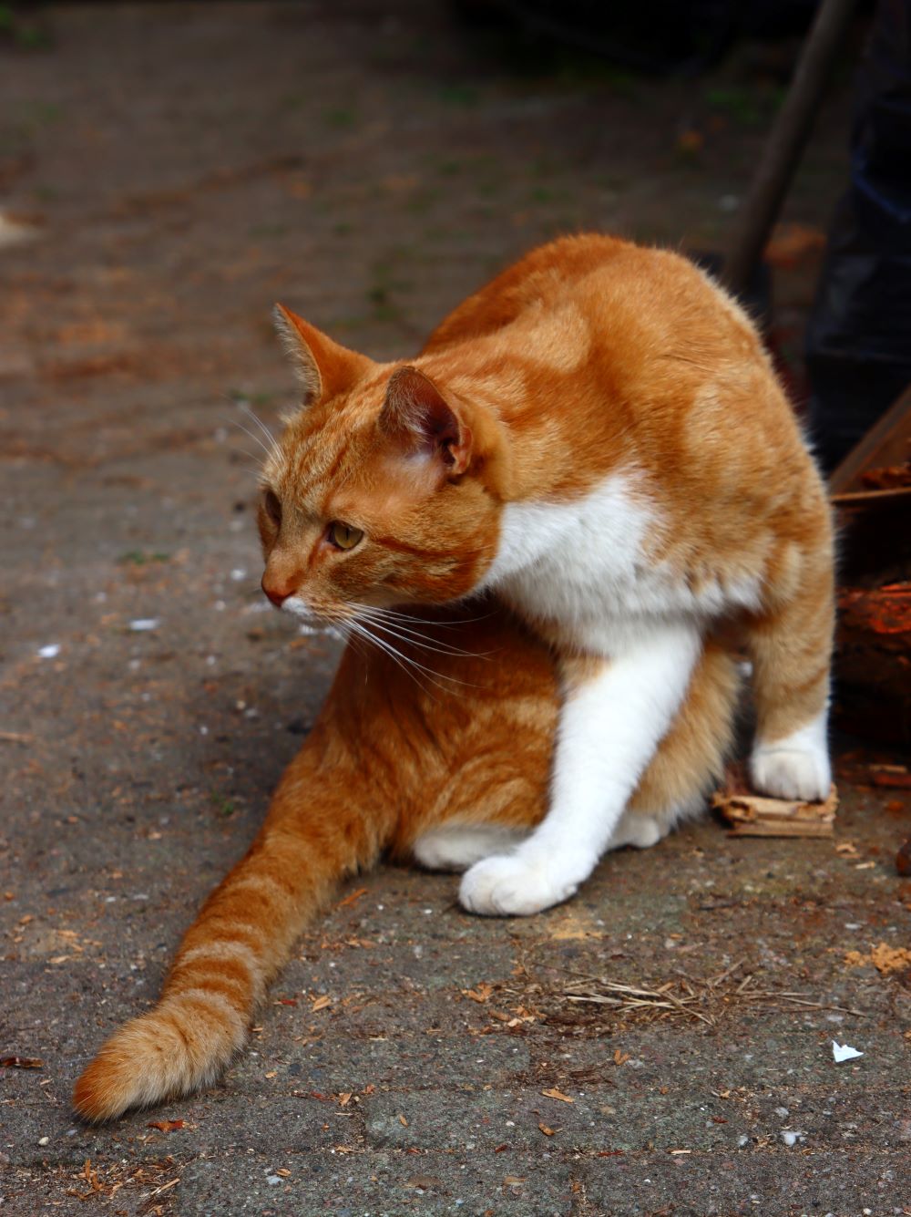How To Discipline A Cat Best Methods