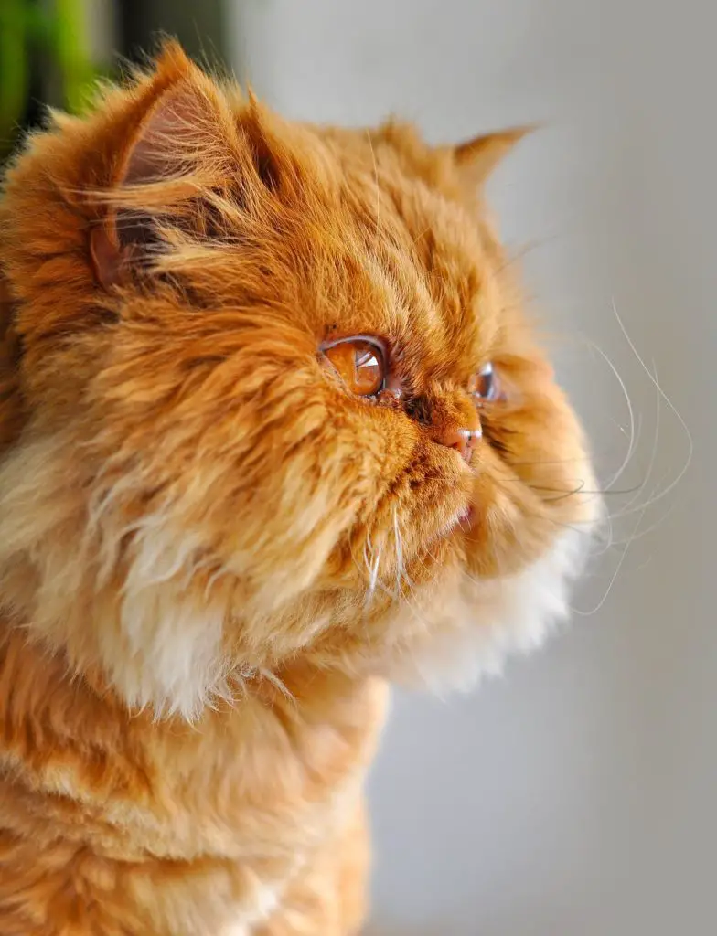 Was Garfield based on a real cat