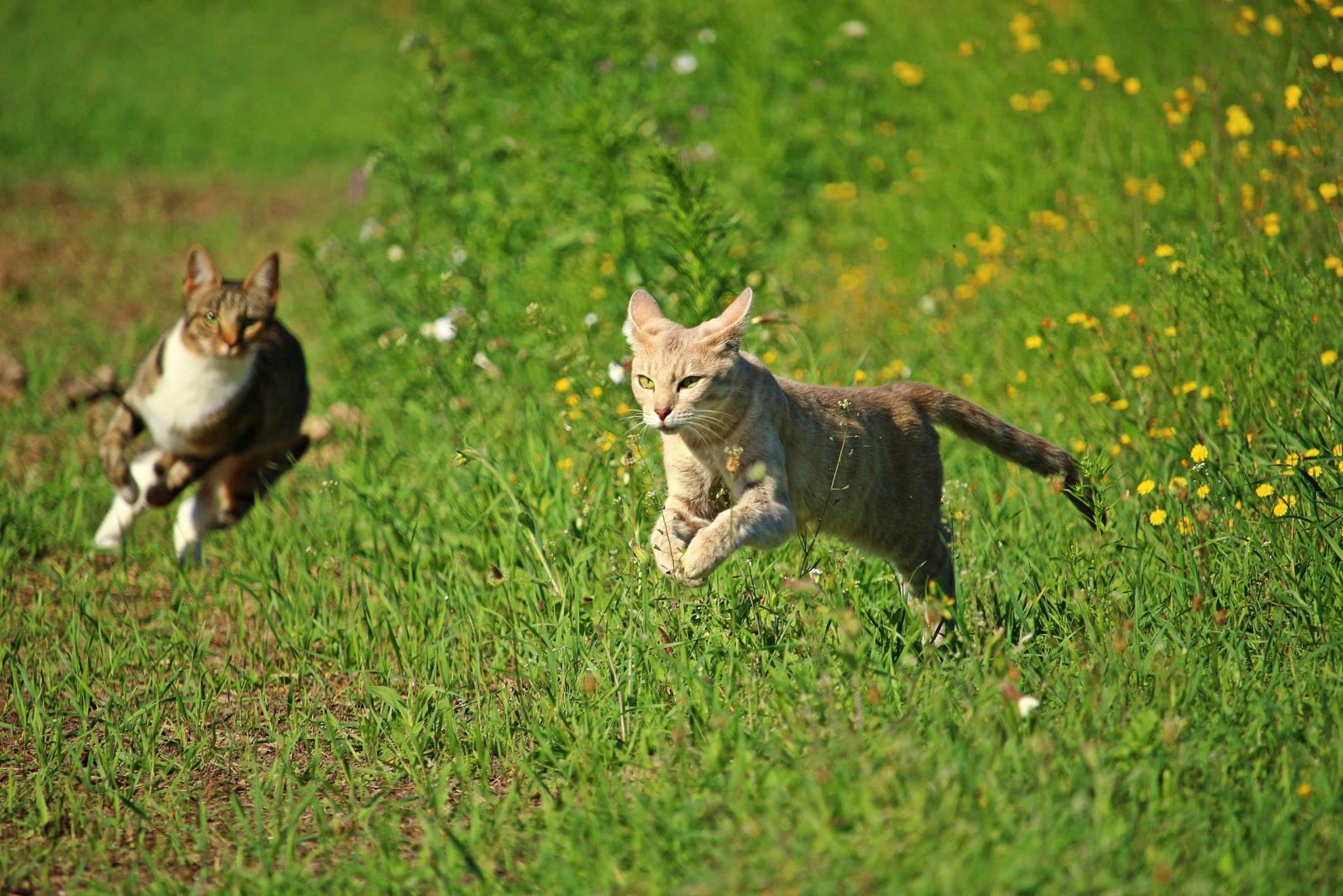 How Fast Can A Cat Run? What You Need to Know