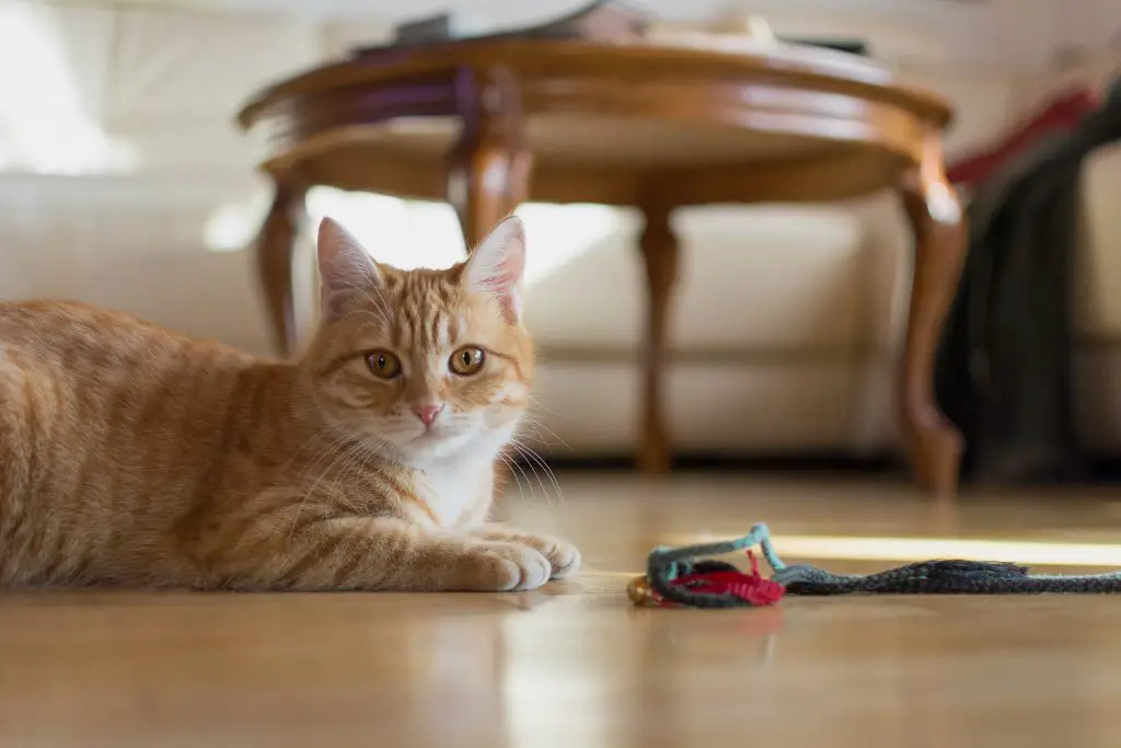 How To Sedate A Cat Safety Tips