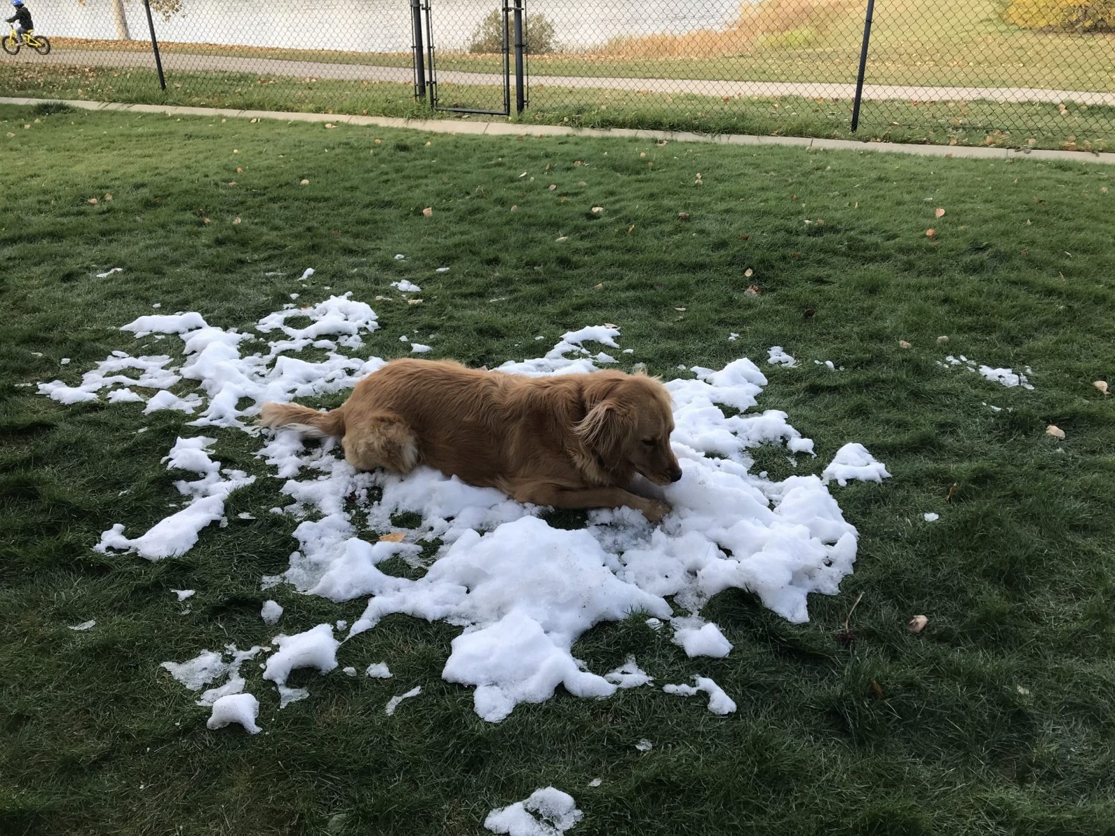 How To Train Your Dog With An Invisible Fence