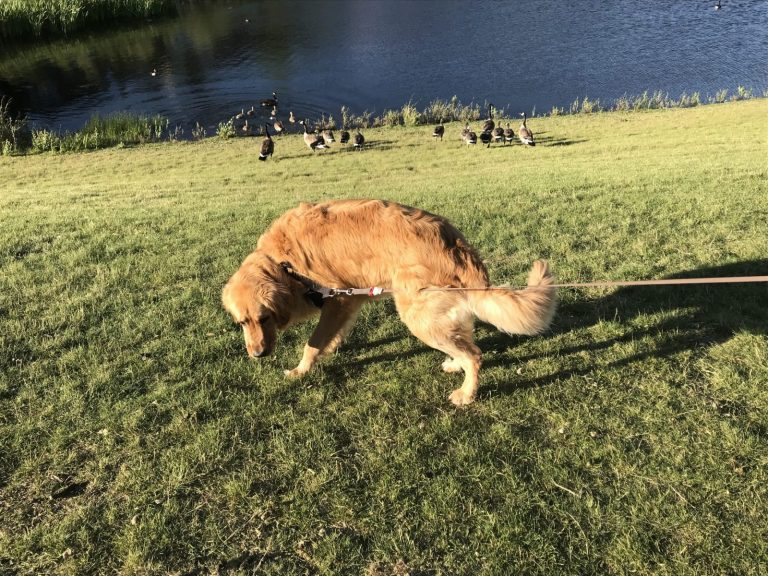 Why Does My Dog Eat Goose Poop? Is It Harmful?