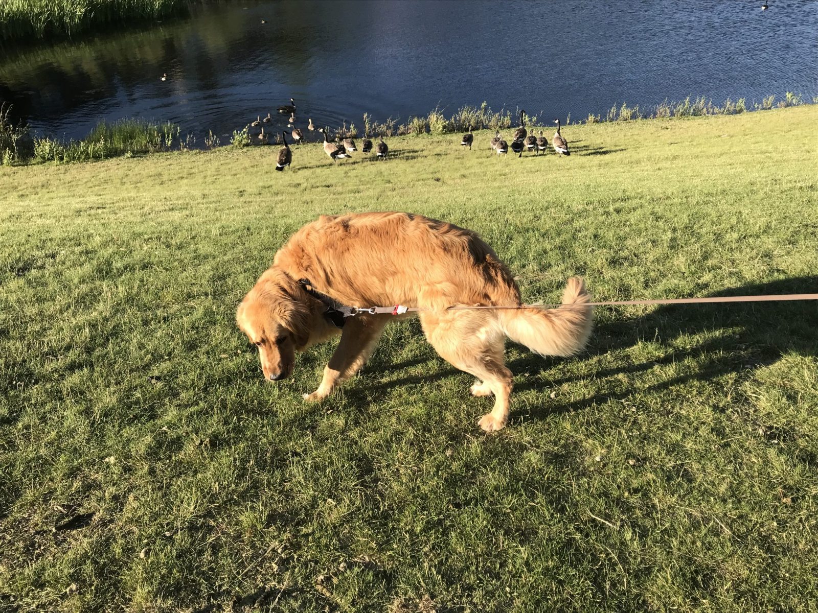 does eating bird poop hurt dogs