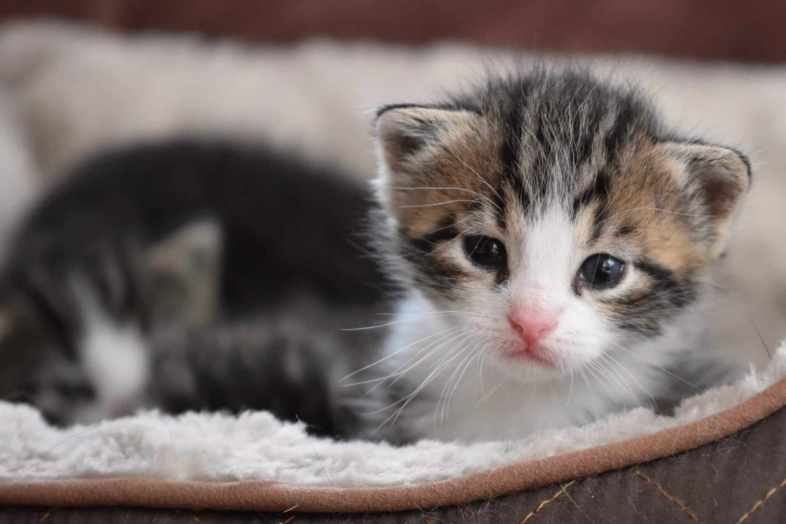 how to make a kitten pacifier