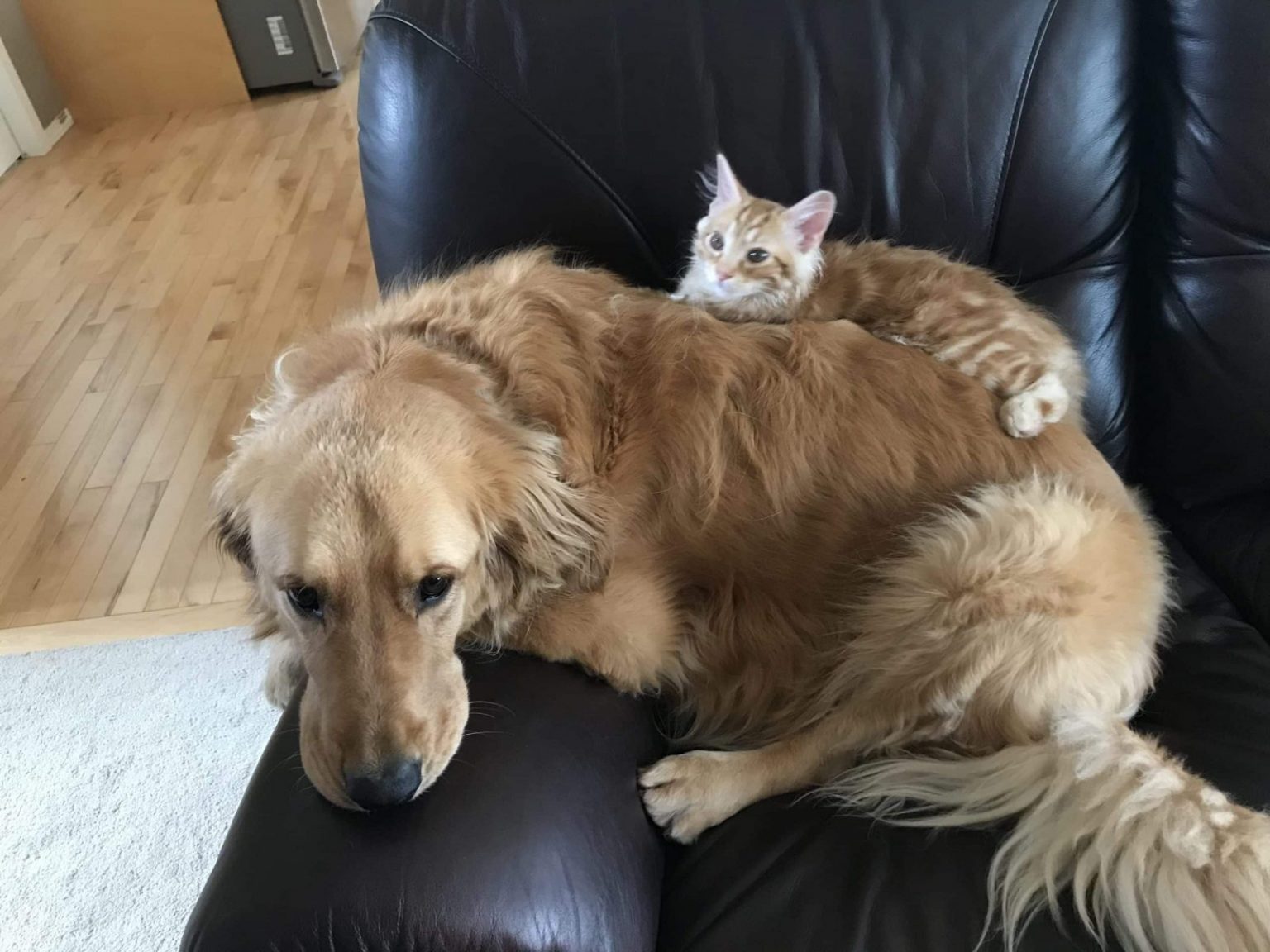 5 Proven Reasons Why Do Dogs Eat Cat Poop PetCosset