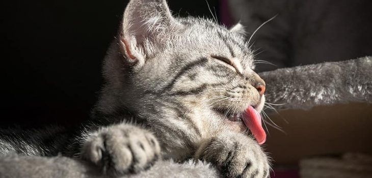 Why Does My Cat Lick My Hair? 5 Possible Reasons