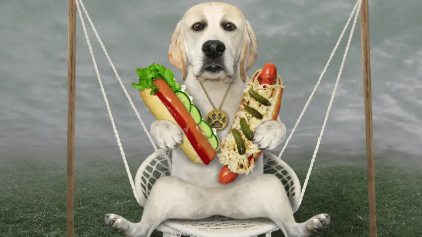 are hot dogs good for dogs