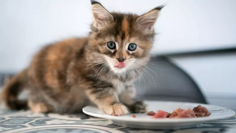 Do Cats Taste Spicy Food Exploring Feline Sensitivity to Spices