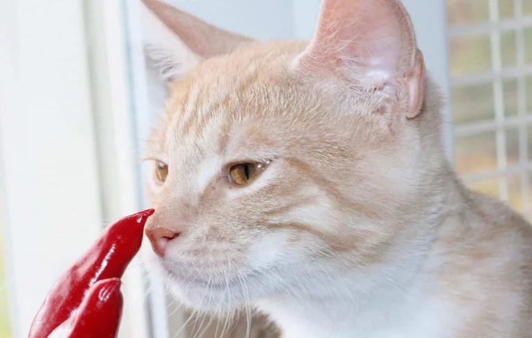 Can Cats Taste Spicy Food? Here’s the Answer