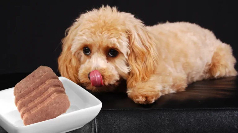 Can Dogs Eat Spam? Important Facts Here!