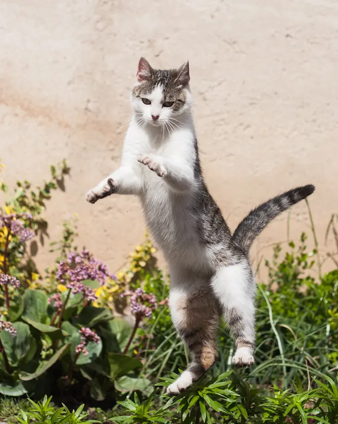 cat jumping in the air