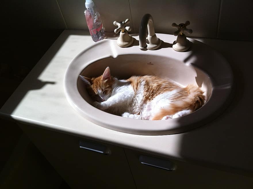 How Often Should You Bathe A Cat?