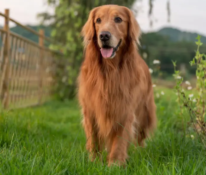 do electric fences work for big dogs