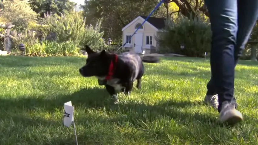 Do wireless dog fences work