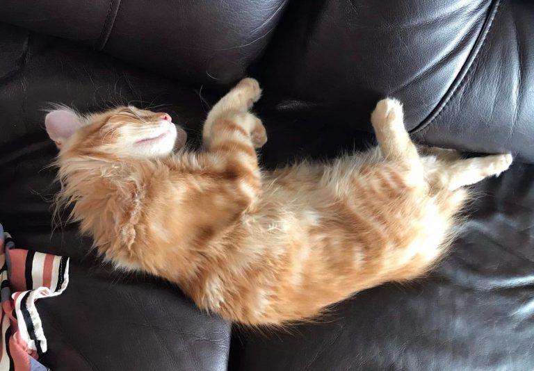 What is a Male Cat Called and Why?