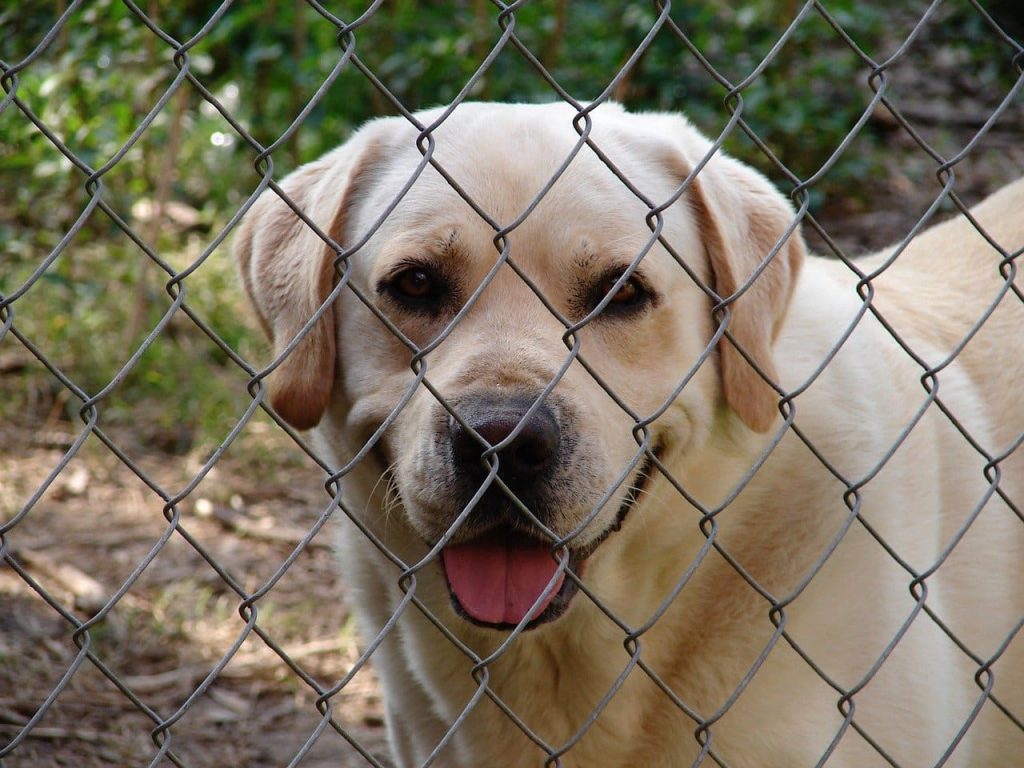 How To Keep Dog From Digging Under Chain Link Fence PetCosset