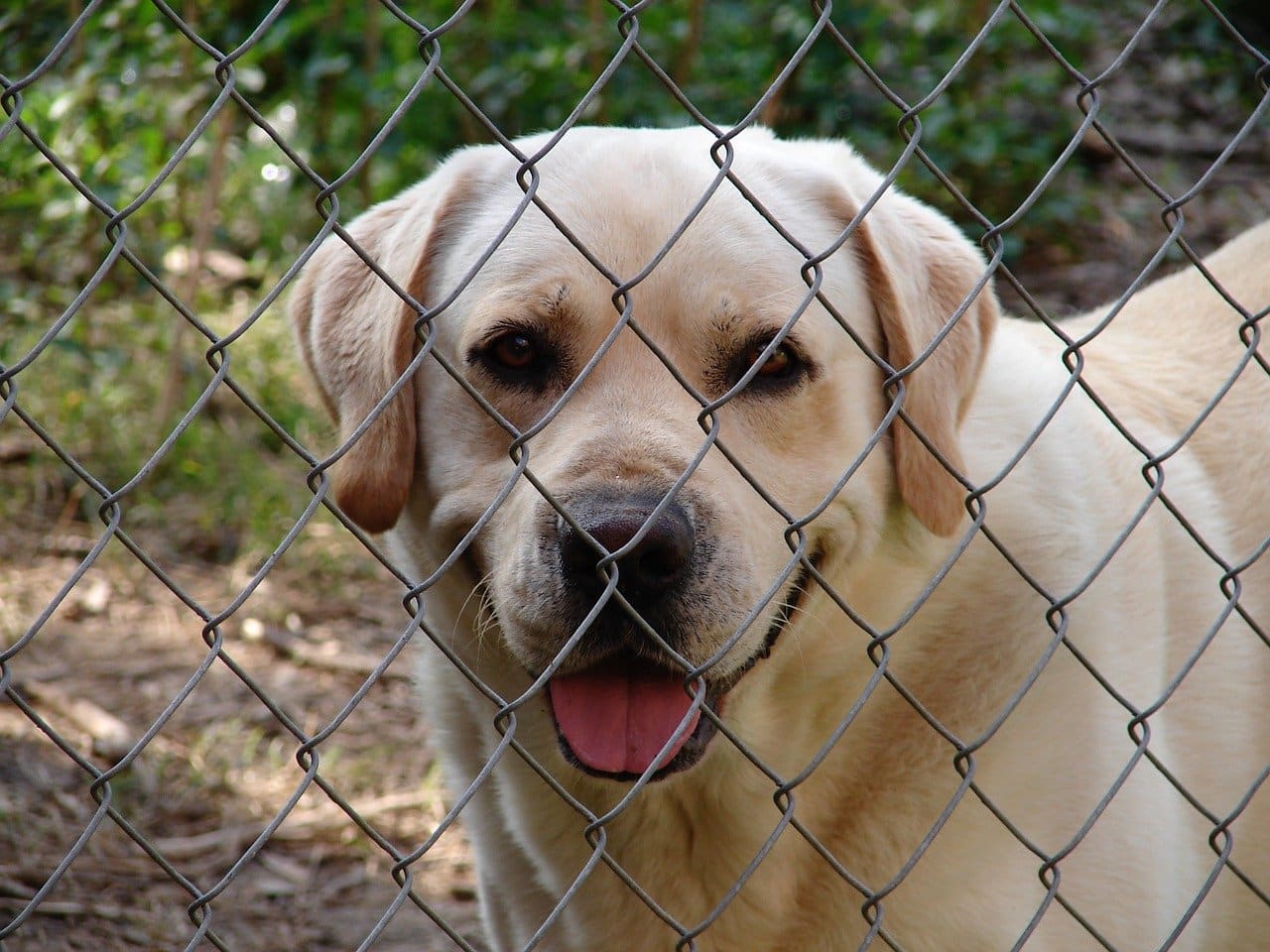 How To Keep Dog From Digging Under Chain Link Fence