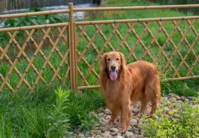 How do I keep animals from digging under my fence