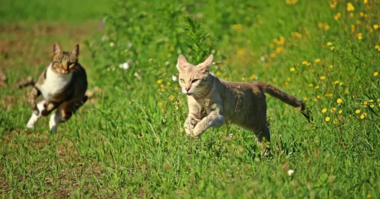 How Fast Can A Cat Run? Interesting Facts